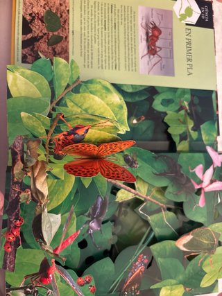 Insectes