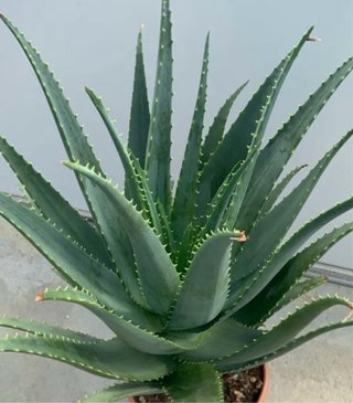 Piante Aloe Vera con Radici