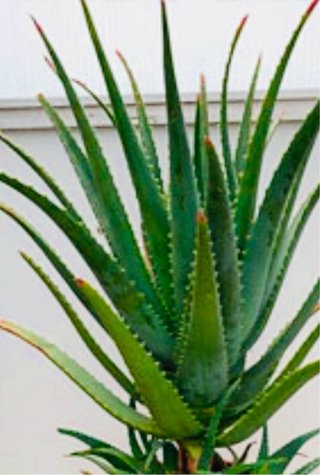 Piante Aloe Vera con Radici