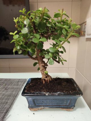 Bonsái Portulacaria Afra
