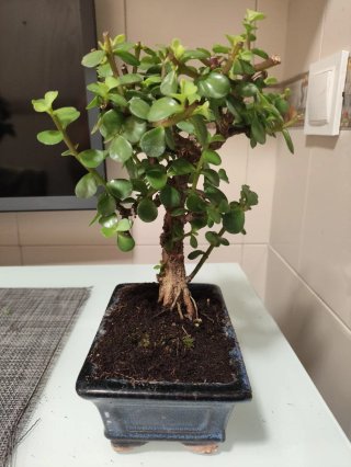 Bonsái Portulacaria Afra