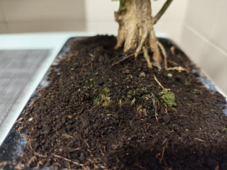 Bonsái Portulacaria Afra