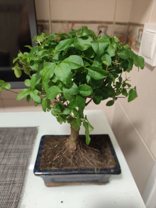 Bonsái Ligustrum Sinensis
