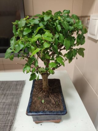 Bonsái Ligustrum Sinensis