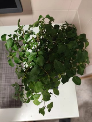 Bonsái Ligustrum Sinensis