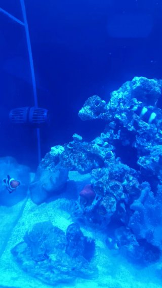 Gran cubic Blau