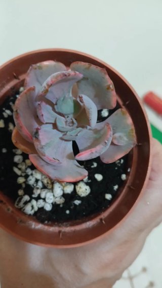 Echeveria Beyonce Variegata,BIEN ENRAÍZADA.