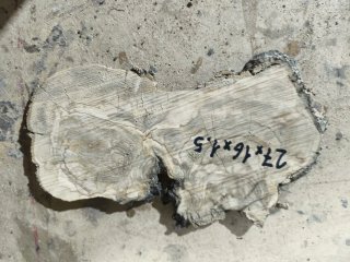 Rodaja de Olivo 1.5 cm de grosor