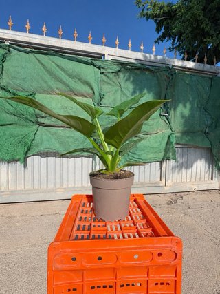 Philophendron Imperial green