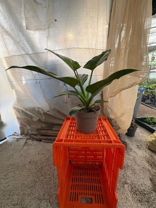 Philophendron Imperial green