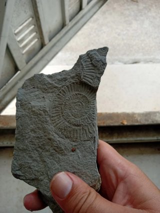 Fóssil Amonite Dactiloceras sp