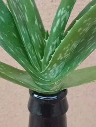 Planta Aloe Vera en botellín vidrio reciclado