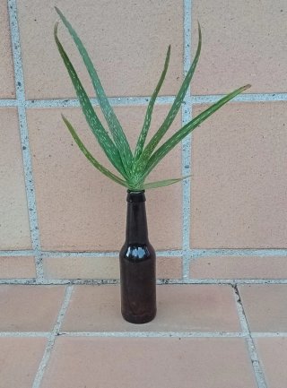 Planta Aloe Vera en botellín vidrio reciclado