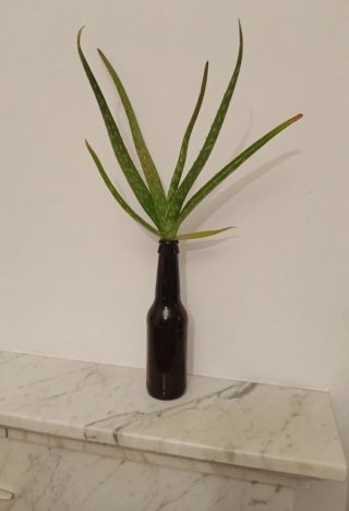 Planta Aloe Vera en botellín vidrio reciclado