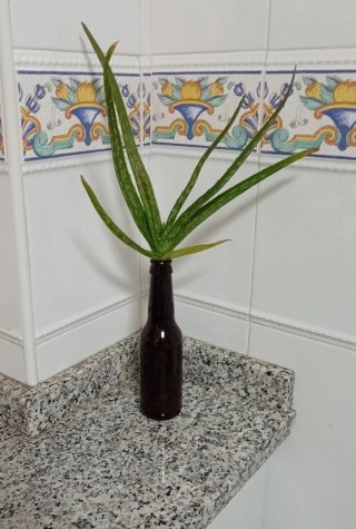 Planta Aloe Vera en botellín vidrio reciclado