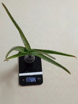 Planta Aloe Vera en botellín vidrio reciclado