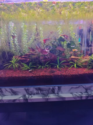 Acuario plantado de 60 litros, A recoger