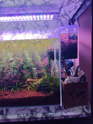 Acuario plantado de 60 litros, A recoger