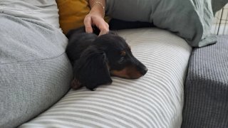 Cuido mascotas, perros y gatos.