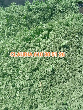 Césped reciclado