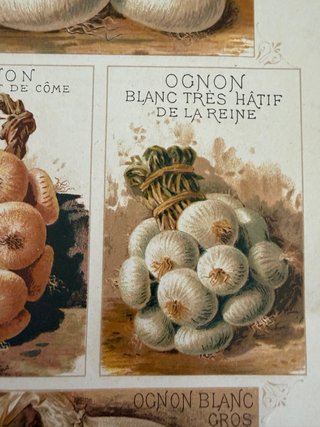 3 Antiche Stampe Botaniche Originali 1883
