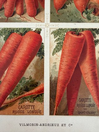 3 Antiche Stampe Botaniche Originali 1883
