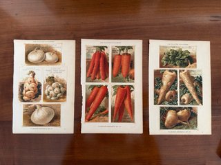 3 Antiche Stampe Botaniche Originali 1883