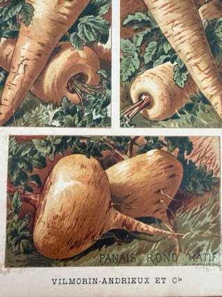 3 Antiche Stampe Botaniche Originali 1883