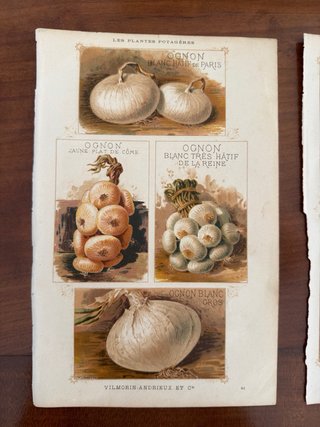 3 Antiche Stampe Botaniche Originali 1883