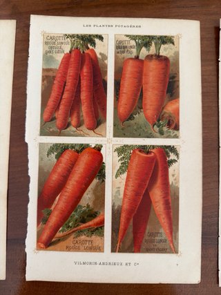3 Antiche Stampe Botaniche Originali 1883