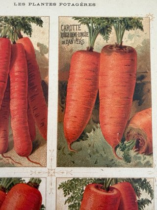 3 Antiche Stampe Botaniche Originali 1883
