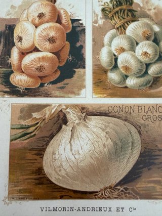 3 Antiche Stampe Botaniche Originali 1883