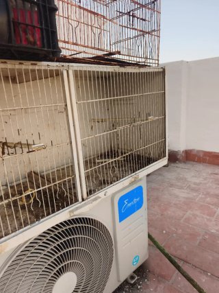 Jaula Cria Canarios 90cm