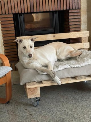 Cama para perro de madera hecha a mano