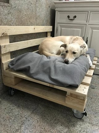 Cama para perro de madera hecha a mano