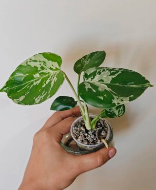 Monstera bulbasaur