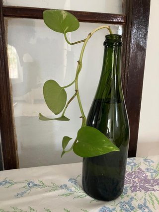 8 Botellas Verdes Cava Vacías