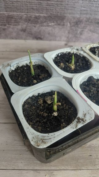 Planta de Jengibre Ecológica (Zingiber officinale)