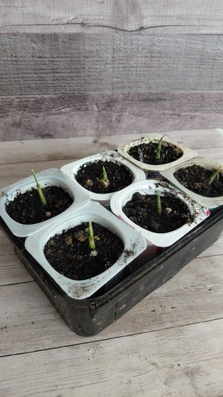 Planta de Jengibre Ecológica (Zingiber officinale)