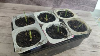 Planta de Jengibre Ecológica (Zingiber officinale)