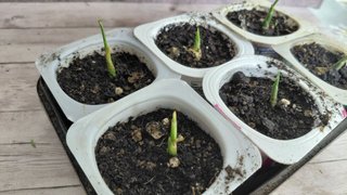 Planta de Jengibre Ecológica (Zingiber officinale)