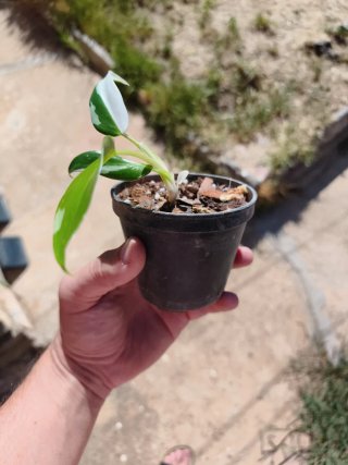 Philodendron White Wizard 2