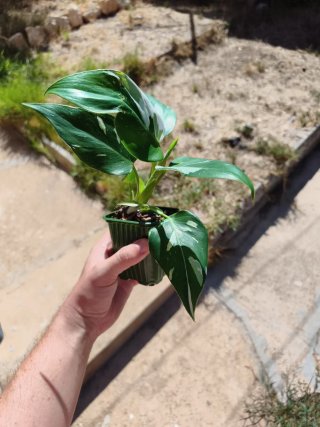 Philodendron White Wizard 3