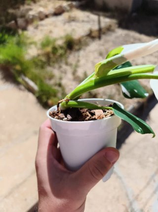 Philodendron White Wizard 4