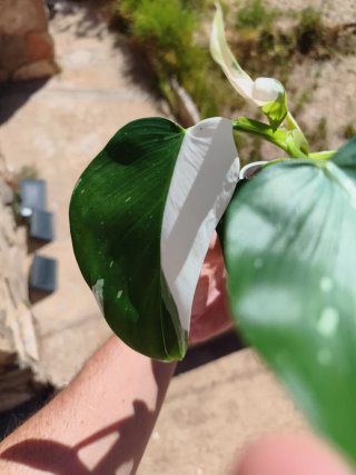 Philodendron White Wizard 4