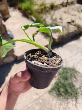 Philodendron White Wizard 5