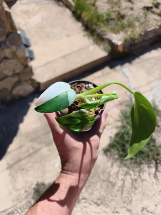 Philodendron White Wizard 5