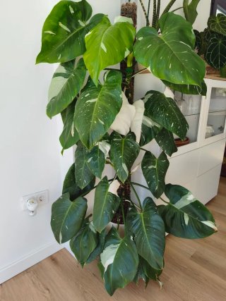 Philodendron White Wizard 5
