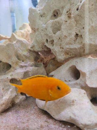Acuario 80L + Mueble en Barcelona