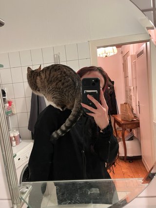 Cuidadora de gatos a domicilio